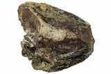 Fossil Dinosaur (Triceratops) Partial Tooth - Wyoming #323971-1